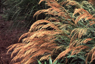 Stipa splendens - Ornamental Grass